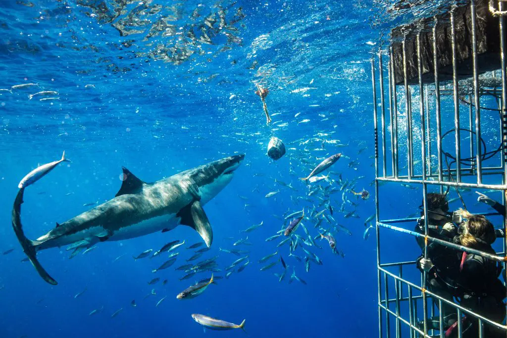 Shark cage diving