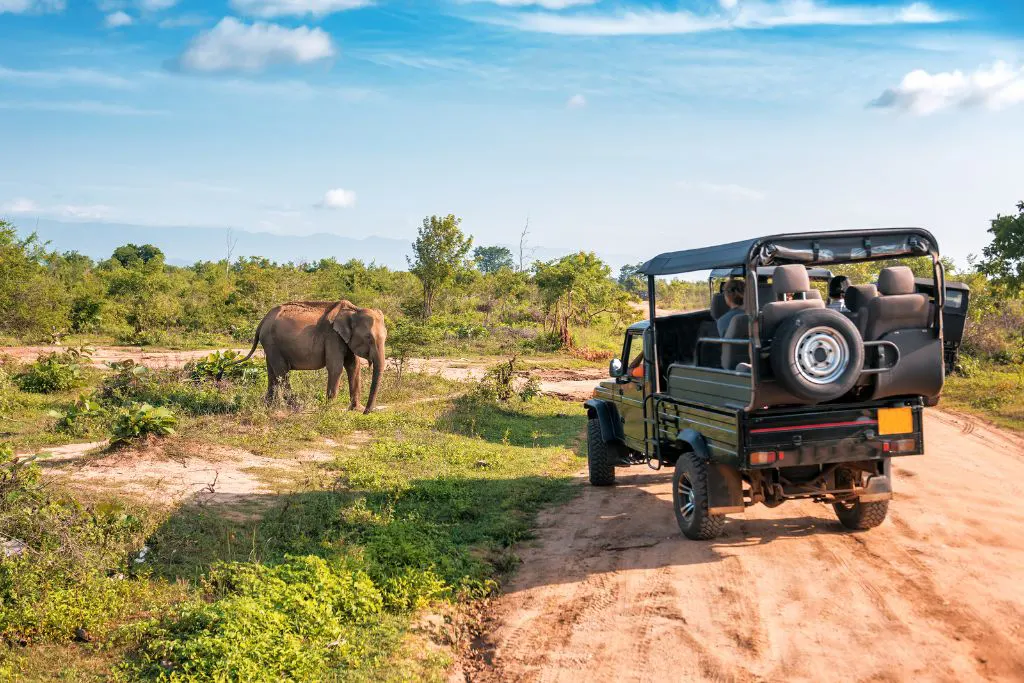 Yala National Park Safari